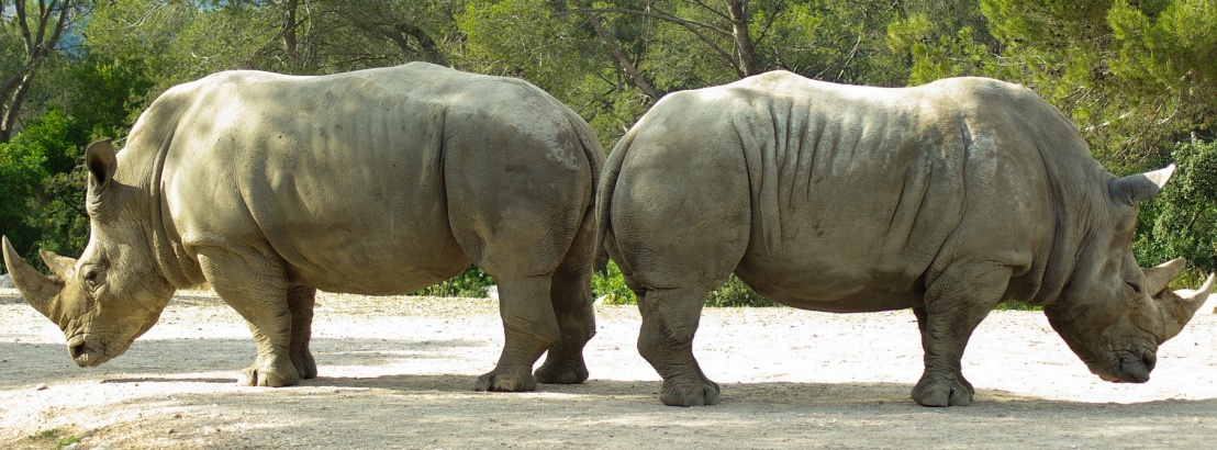 K..ids in Tour – Il Rinoceronte
