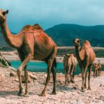Oman – incredibile scoperta