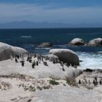 Boulders Beach, l’incontro magico con i pinguini di Cape Town
