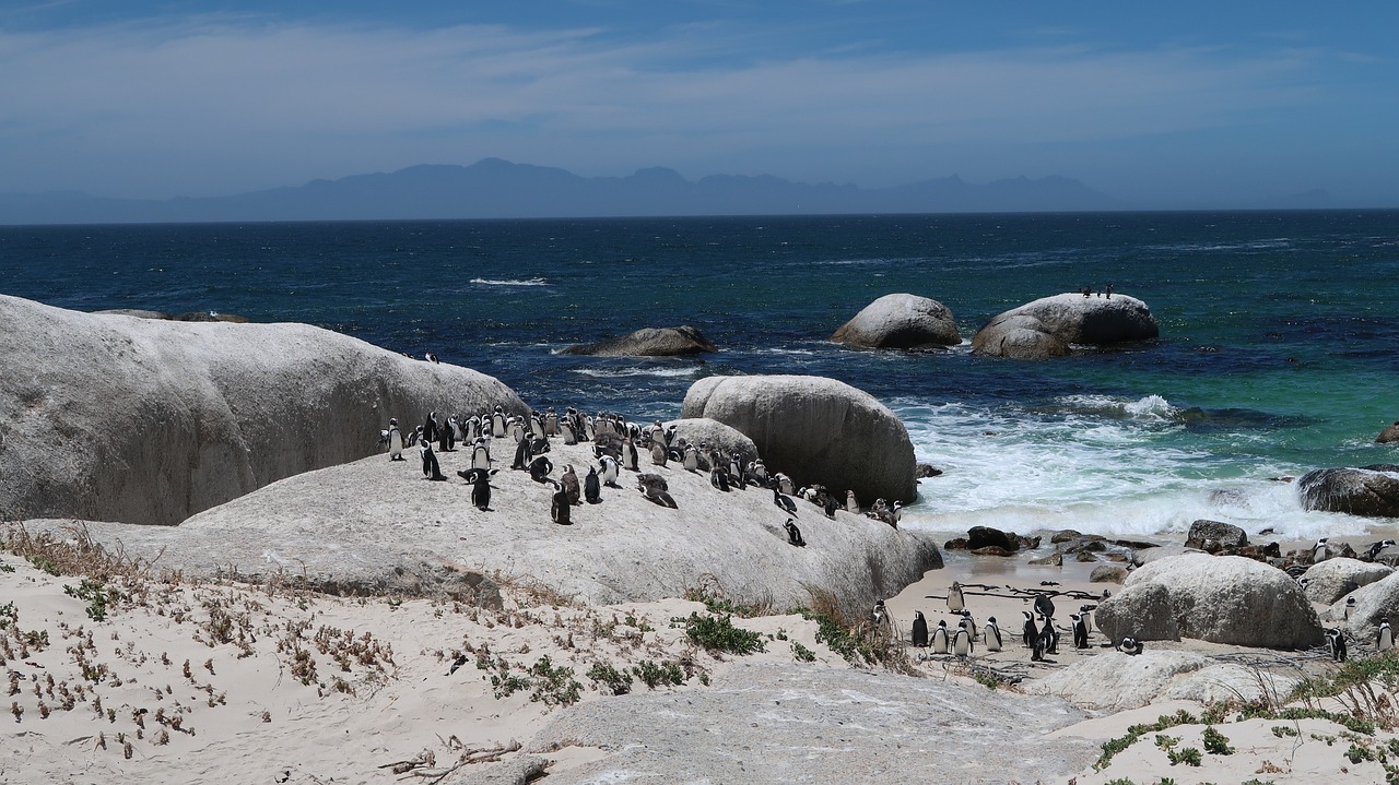 Boulders Beach, l’incontro magico con i pinguini di Cape Town
