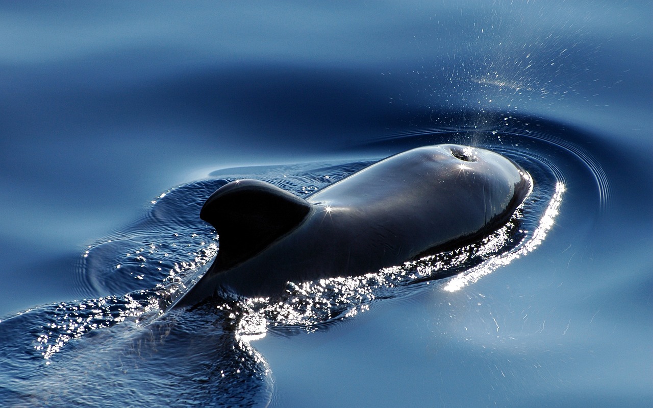 Le balene della Baja California: Maestose Creature dell’Oceano Pacifico