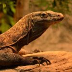Il Drago di Komodo: Una Meraviglia della Natura