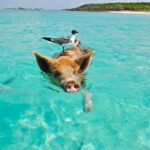L’Incredibile Avventura a Pig Beach nelle Bahamas
